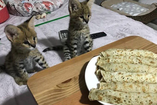 Ogłoszenie - Oferujemy kocięta rasy Savannah, Serwal i Karakal - 5,00 zł