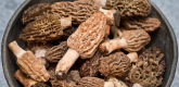 Ogłoszenie - Świeże grzyby Smardz jadalny (Morchella) 1 kg. - 450,00 zł