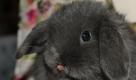 Ogłoszenie - Króliczek, królik minitaturka. Królik mini lop. Hodowla zare - 380,00 zł