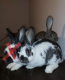 Ogłoszenie - Sprzedam Króliki SAMCE Mieszańce Belg/Srokacz - 30,00 zł