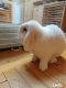 Ogłoszenie - Królik MINI LOP samiczka - 650,00 zł