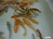Ogłoszenie - KARP Amur Lin Narybek - 2,00 zł