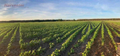 Ogłoszenie - Nawigacja rolnicza CHCNav RTK ISOBUS FJDynamics | John Deere | Trimble - Leszno - 26 000,00 zł