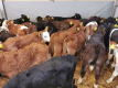 Ogłoszenie - POLSKIE Byczki Jałówki MM NCB HF 50-100 KG - Chojnice - 650,00 zł