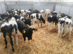 Ogłoszenie - POLSKIE Byczki Jałówki MM NCB HF 50-100 KG - Chojnice - 650,00 zł