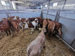 Ogłoszenie - POLSKIE Byczki Jałówki MM NCB HF 50-100 KG - Chojnice - 650,00 zł