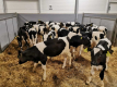 Ogłoszenie - POLSKIE Byczki Jałówki MM NCB HF 50-100 KG - Chojnice - 650,00 zł