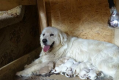 Ogłoszenie - Golden retriever rezerwacja - 3 000,00 zł