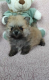 Ogłoszenie - SZPIC MINIATUROWY POMERANIAN PIĘKNE SZCZENIĘTA - 2 500,00 zł