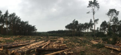 Ogłoszenie - Wycinka Skup lasu na Pniu Sosna Świerk Brzoza Olcha