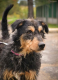Ogłoszenie - Bruno piękny pies w typie nie łatwiej rasy niemieckiego teri
