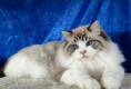 Ogłoszenie - Kocurek Ragdoll - 1 500,00 zł