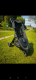 Ogłoszenie - Baby jogger city mini gt2 - Luboń - 900,00 zł