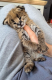 Ogłoszenie - Oferujemy kocięta rasy Savannah, Serwal i Karakal - 5,00 zł