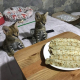 Ogłoszenie - Oferujemy kocięta rasy Savannah, Serwal i Karakal - 5,00 zł