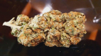 Ogłoszenie - Marihuana 26%thc watermelon zkittlez - Tarnów - 300,00 zł