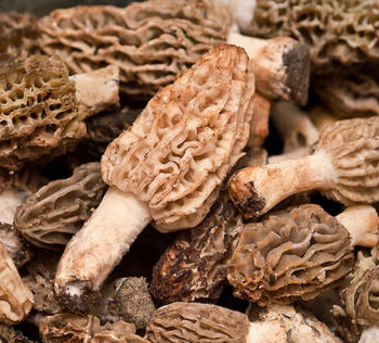 Ogłoszenie - Świeże grzyby Smardz jadalny (Morchella) 1 kg. - 450,00 zł