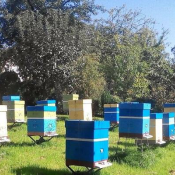Ogłoszenie - Matki pszczele, Odkłady, pszczoły, rodziny pszczele 2023 - 30,00 zł