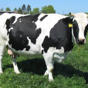 Ogłoszenie - Krowy mleczne rasy H-F jałówki cielne, pierwiastki - 6 500,00 zł