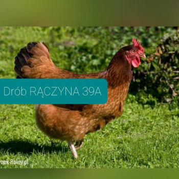 Ogłoszenie - Kury kokoszki Certyfikowana ferma drobiu RĄCZYNA 39A - 14,00 zł