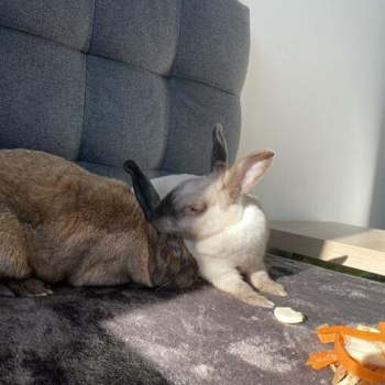 Ogłoszenie - Kroliki miniaturki