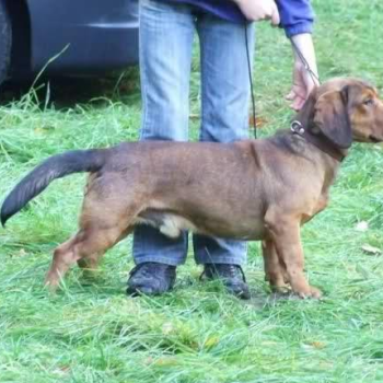 Ogłoszenie - Poszukiwany Pies! Zaginął w Karpnikach