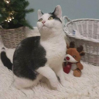 Ogłoszenie - Młodziuteńki cudowny przytulak kochający ludzi szuka domku