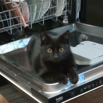 Ogłoszenie - Śliczny cudowny kociak czeka na wymarzony domek