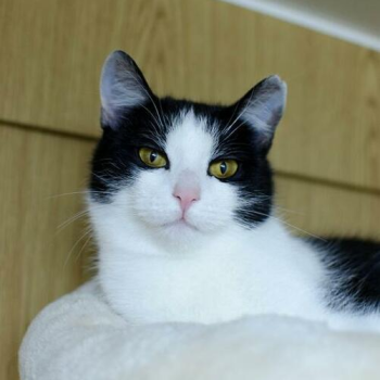 Ogłoszenie - FREJA. 9 -miesięczna kocia piękność czeka na dom.