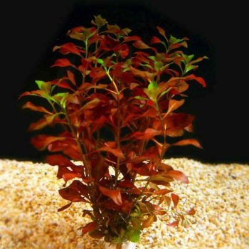 Ogłoszenie - Ludwigia repens roślina akwariowa - 13,00 zł