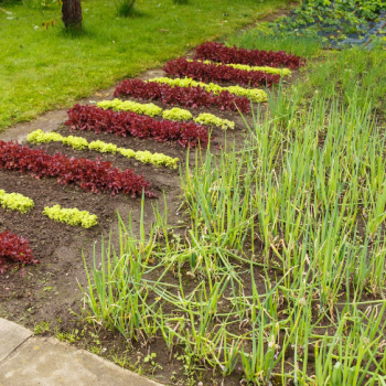 Ogłoszenie - Holandia - Pracownik szklarni lub magazynu