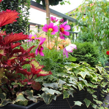 Ogłoszenie - Praca przy zbiorze pieczarek - 4 000,00 zł