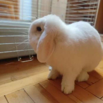 Ogłoszenie - Królik MINI LOP samiczka - 650,00 zł