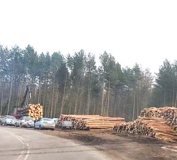 Ogłoszenie - Wycinka Skup lasu na Pniu Sosna Świerk...