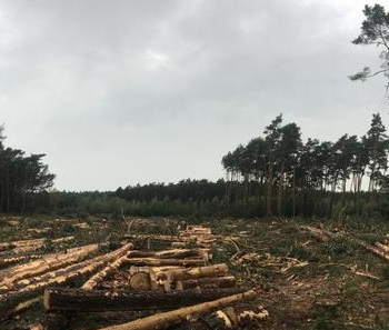 Ogłoszenie - Wycinka Skup lasu na Pniu Sosna Świerk Brzoza Olcha