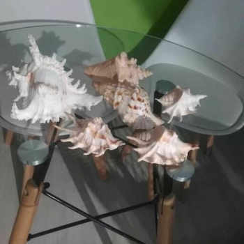 Ogłoszenie - Sprzedam Muszle Do Oczka Wodnego Lub Akwarium Okazja Polecam - 190,00 zł