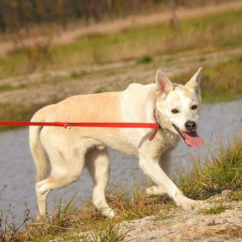 Ogłoszenie - Nasz piękny Tic 10 rok czeka już na dom...