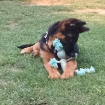 Ogłoszenie - Szczenięta Owczarka Niemieckiego krótkowłosego - 2 500,00 zł