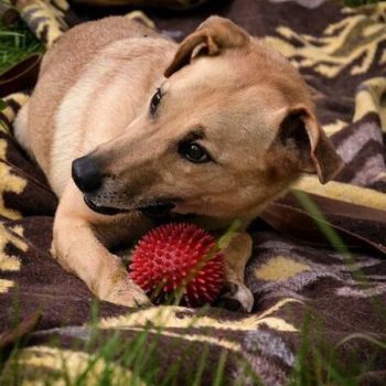 Ogłoszenie - PILNY DOM Zgrywus to pierwszy pies przyjęty do schroniska
