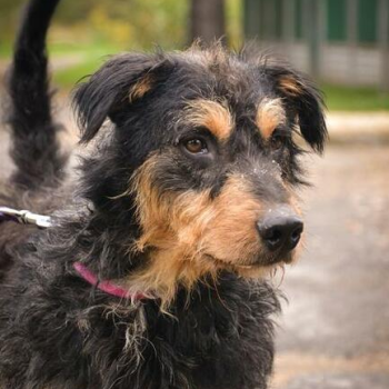 Ogłoszenie - Bruno piękny pies w typie nie łatwiej rasy niemieckiego teri