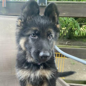 Ogłoszenie - Owczarek Niemiecki - 2 000,00 zł