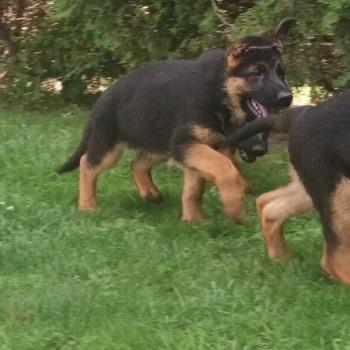 Ogłoszenie - Sprzedam Szczenięta Owczarka Niemieckiego krótkowłosego. - 2 500,00 zł