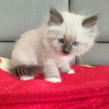 Ogłoszenie - Kot syberyjski Neva gotowy do odbioru - 2 300,00 zł