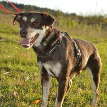 Ogłoszenie - Do odpowiedzialnej adopcji - Pimpuś!