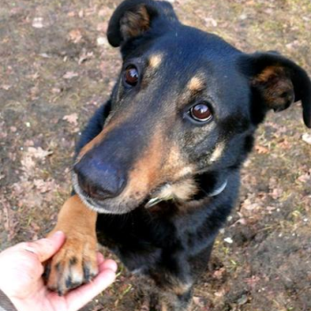 Ogłoszenie - Kocha dzieci i aportowanie - Pharell do adopcji!!