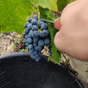Ogłoszenie - Winobranie 2026 Francja
